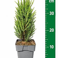 Juniperus comm. 'Compressa'