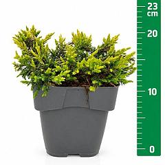 Juniperus comm. 'Goldschatz'