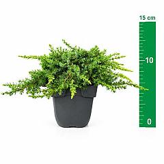 Juniperus comm. 'Green Carpet'