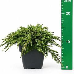 Juniperus comm. 'Green Carpet'