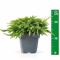 Juniperus comm. 'Green Carpet'
