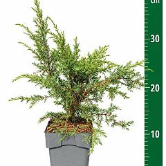 Juniperus comm. 'Hibernica'