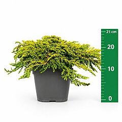 Juniperus comm. 'Lemon Carpet'