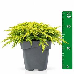 Juniperus comm. 'Lemon Carpet'
