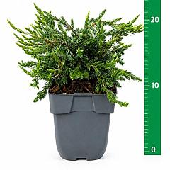 Juniperus comm. 'Repanda'