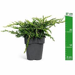 Juniperus comm. 'Repanda'