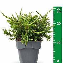 Juniperus comm. 'Repanda'