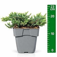 Juniperus comm. 'Ristol'