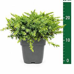 Juniperus comm. 'Silver Carpet'