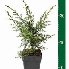 Juniperus comm. 'Suecica'