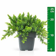 Juniperus conferta 'Blue Pacific'