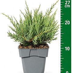 Juniperus hor. 'Agnieszka'