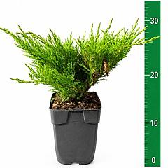 Juniperus hor. 'Andorra Compact'