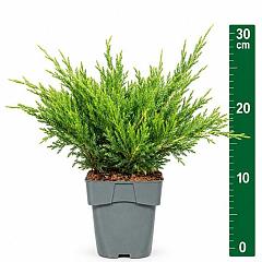 Juniperus hor. 'Andorra Compact'