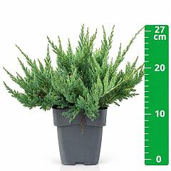 Juniperus hor. 'Blue Chip'