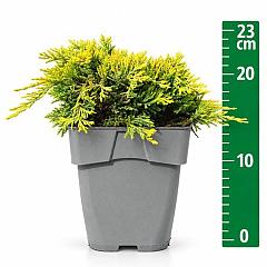 Juniperus hor. 'Golden Carpet'