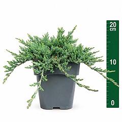 Juniperus hor. 'Wiltonii'