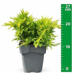 Juniperus pf. 'Gold Star'