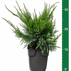 Juniperus pf. 'Mint Julep'