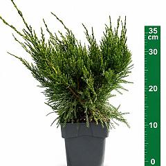 Juniperus pf. 'Mint Julep'