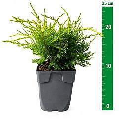 Juniperus pf. 'Old Gold'