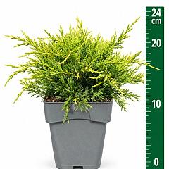 Juniperus pf. 'Old Gold'