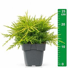 Juniperus pf. 'Old Gold'