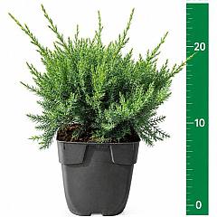 Juniperus pf. 'Pfitzeriana Glauca'