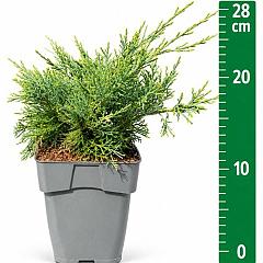 Juniperus pf. 'Pfitzeriana Glauca'