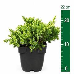 Juniperus procumbens 'Nana'