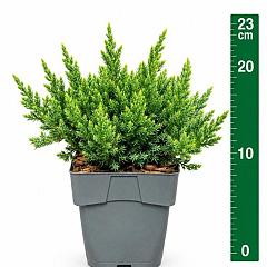 Juniperus procumbens 'Nana'