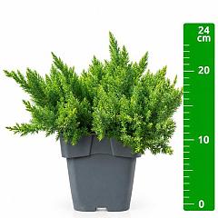 Juniperus procumbens 'Nana'