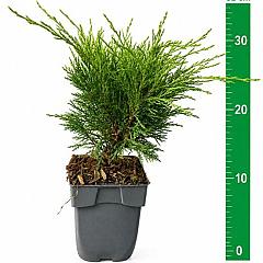 Juniperus sabina