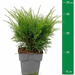 Juniperus sabina