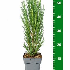 Juniperus scop. 'Blue Arrow'