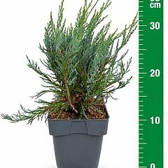 Juniperus scop. 'Moonglow'