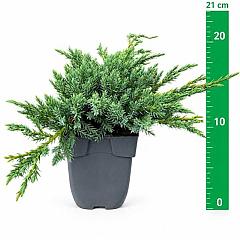 Juniperus squamata 'Blue Carpet'