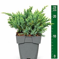 Juniperus squamata 'Blue Carpet'