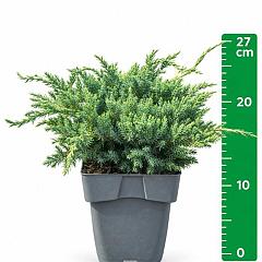 Juniperus squamata 'Blue Carpet'