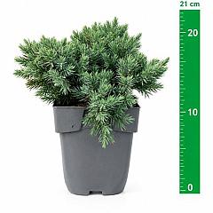 Juniperus squamata 'Blue Star'