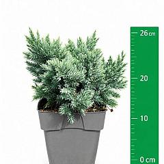 Juniperus squamata 'Blue Star'