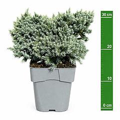 Juniperus squamata 'Blue Star'
