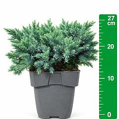 Juniperus squamata 'Blue Star'