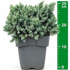 Juniperus squamata 'Blue Star'
