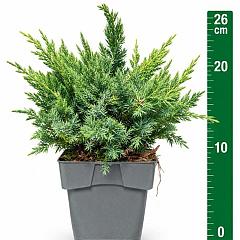 Juniperus squamata 'Blue Swede'