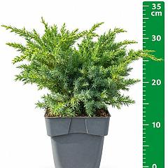 Juniperus squamata 'Blue Swede'