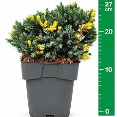 Juniperus squamata 'Floreant'