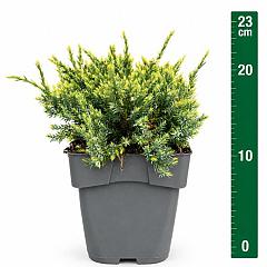 Juniperus squamata 'Holger'