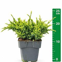 Juniperus squamata 'Holger'