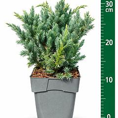 Juniperus squamata 'Meyeri'